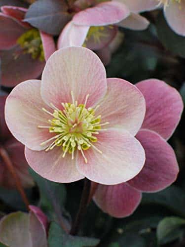 Perennial Farm Marketplace Helleborus X Hgc 'Pink Frost' (Lenten Rose) Perennial, Size #Container, Dusty Mauve Flowers